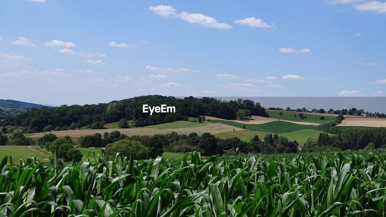 SCENIC VIEW OF FARMS AGAINST SKY
