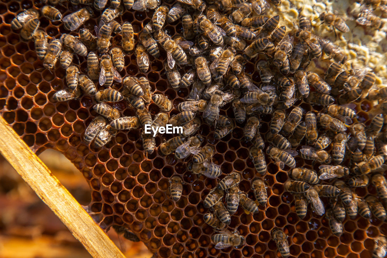 bee, beehive, honey bee, wildlife, animal themes, animal wildlife, insect, animal, apiculture, honeycomb, pattern, group of animals, large group of animals, beauty in nature, honey, close-up, no people, pollen, nature, colony, zoology