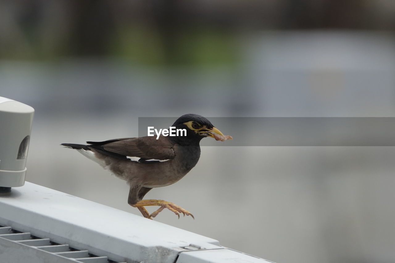 Close-up of bird perching on table