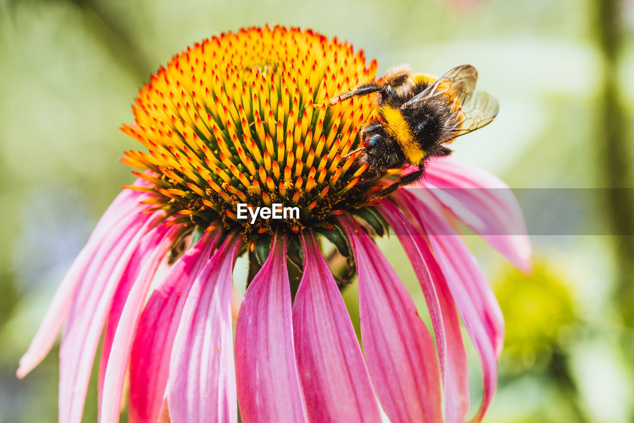 Close-up of bee pollinating on pink flower