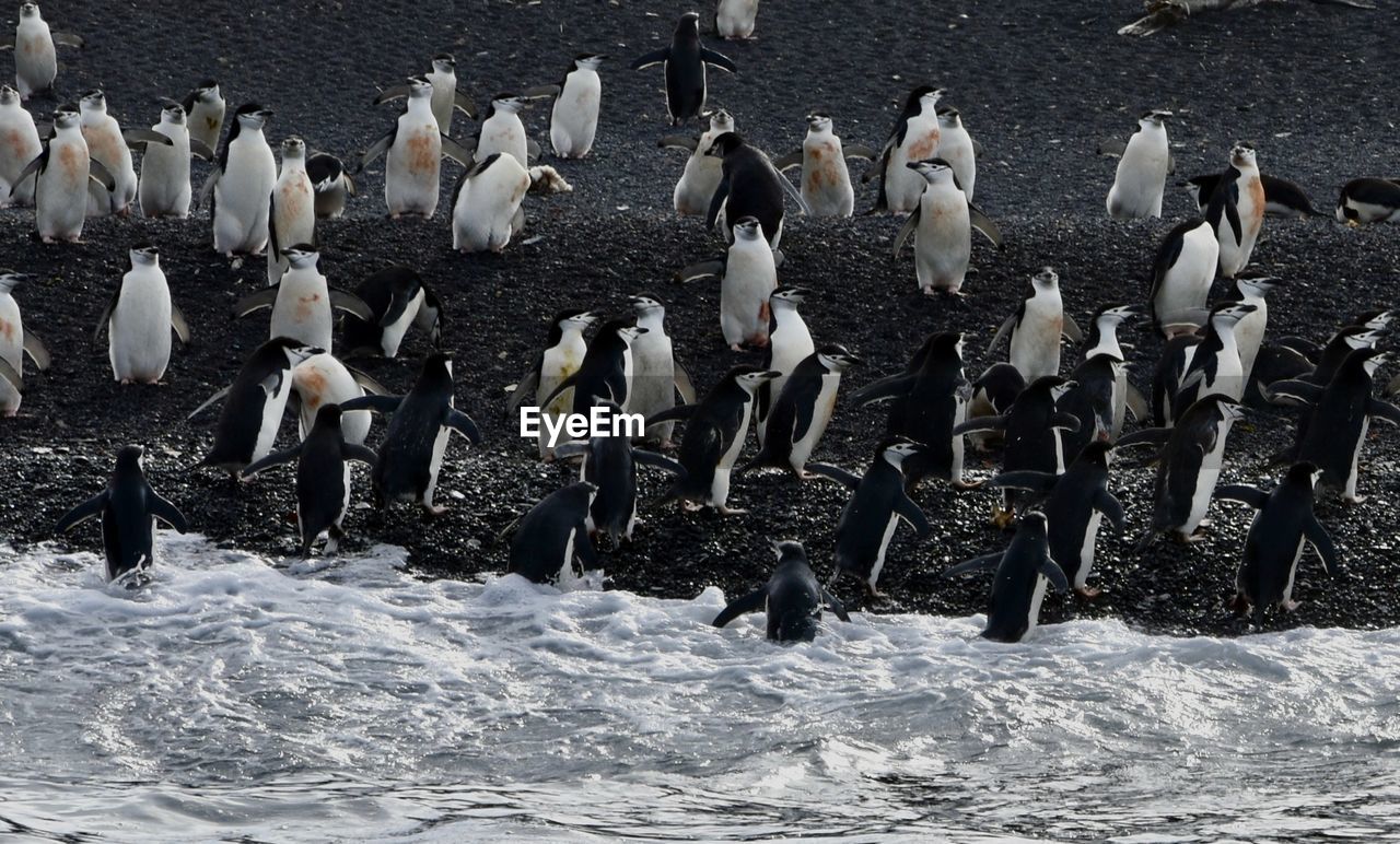 LOW SECTION OF PEOPLE BY BIRDS ON FLOOR