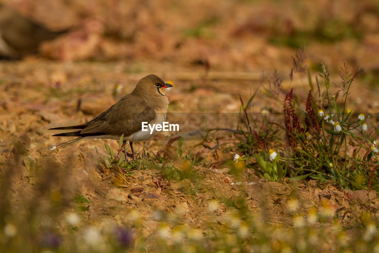 CLOSE-UP OF BIRD PERCHING ON GRASS