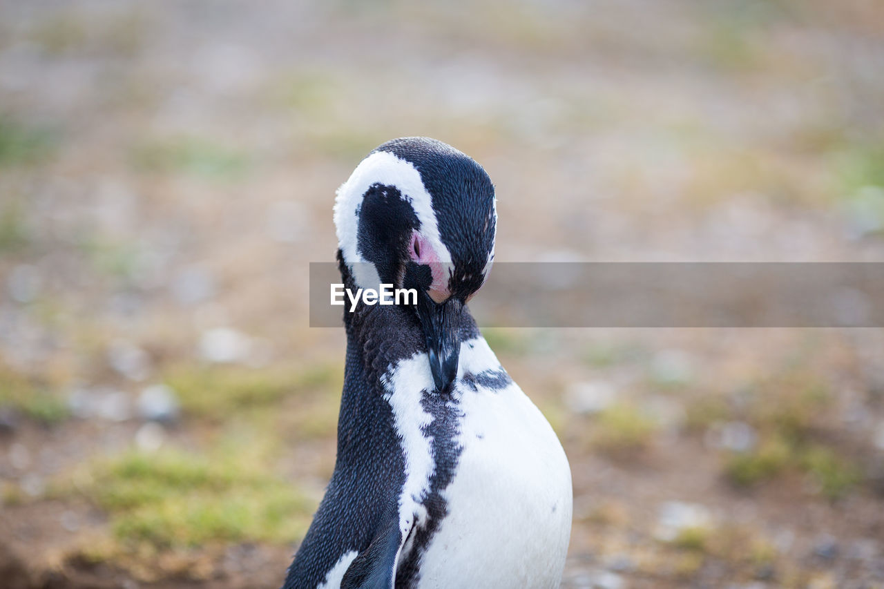 close-up of penguin