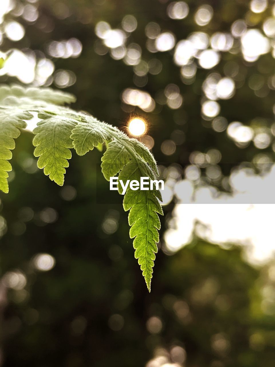  green leaves on plant