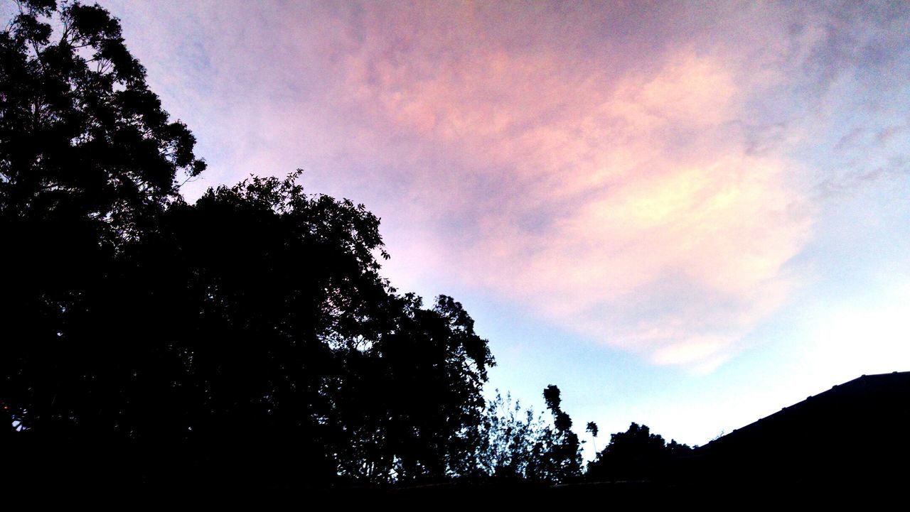 SILHOUETTE OF TREES AGAINST SKY