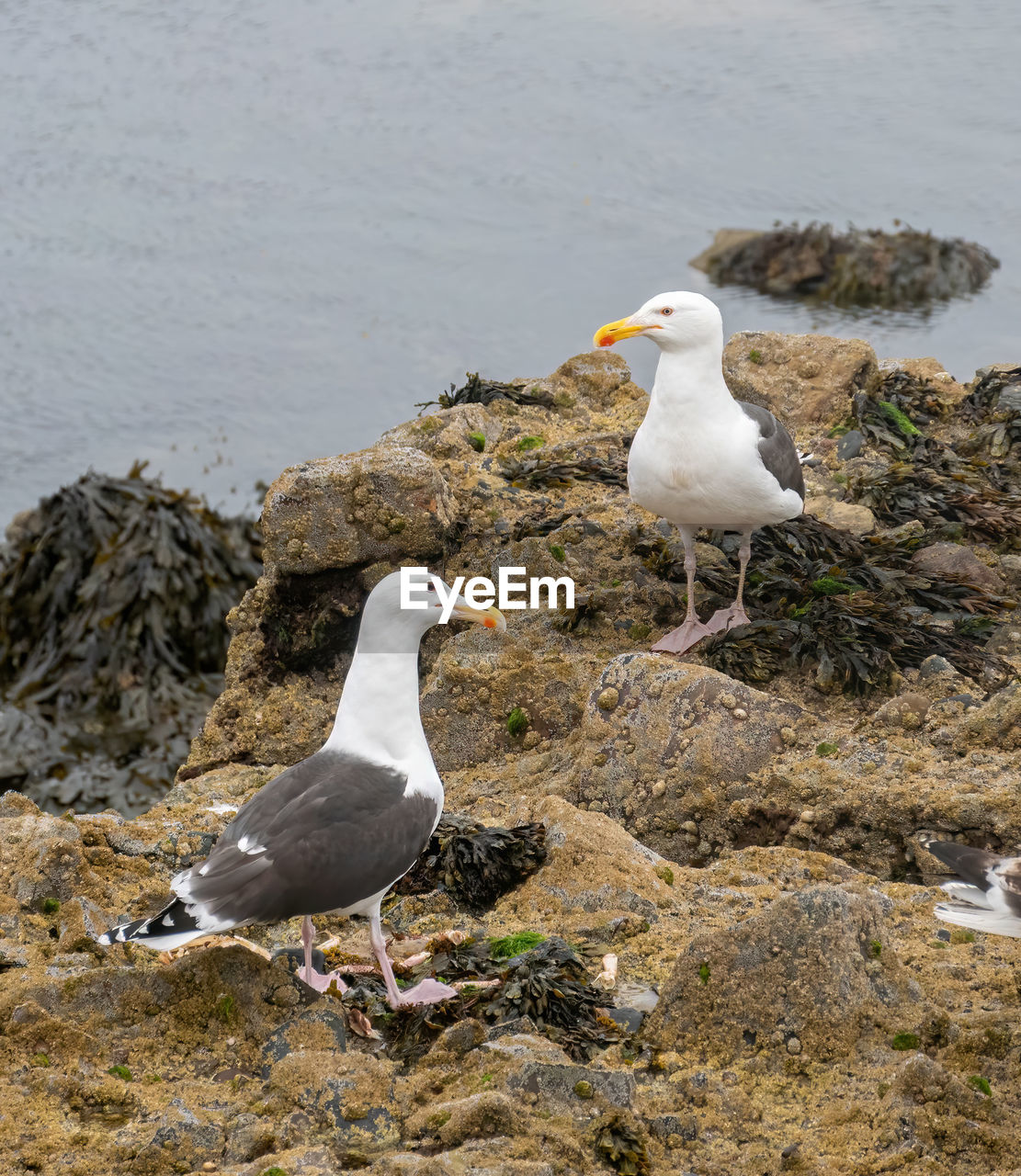 SEAGULLS PERCHING ON ROCK