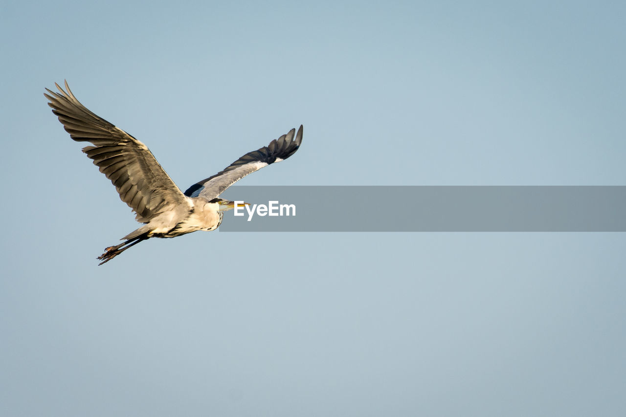 Low angle view of heron flying against clear sky