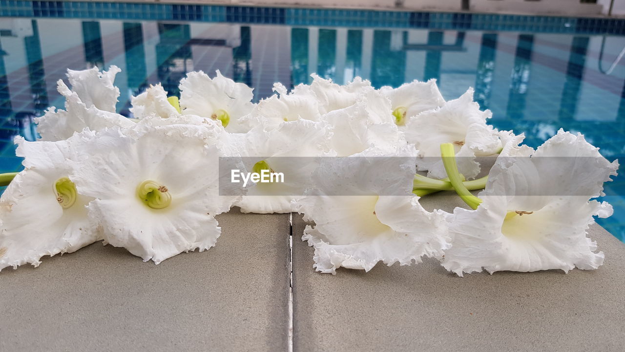 CLOSE-UP OF WHITE FLOWERING PLANT WITH WATER DROPS