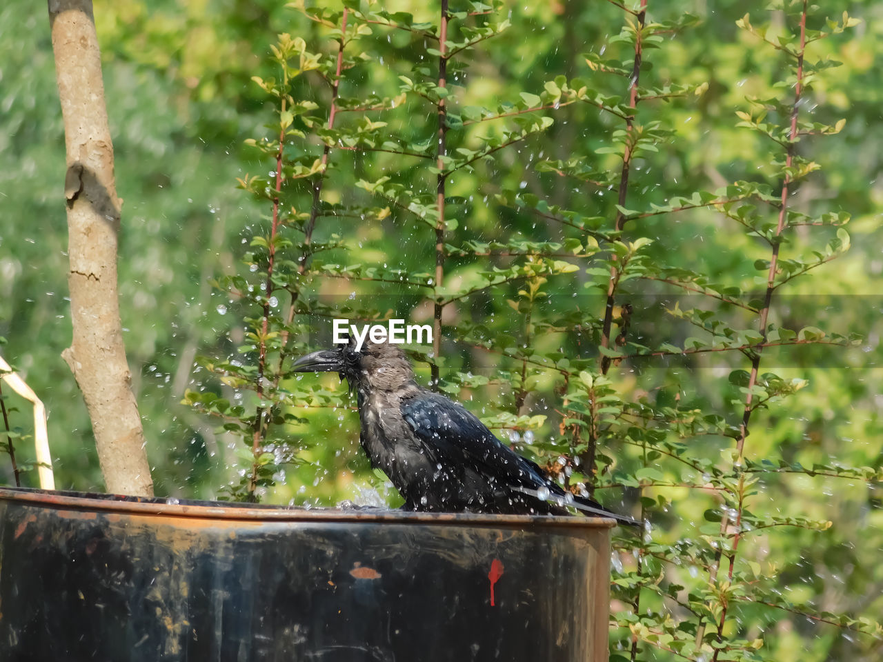 VIEW OF BIRD PERCHING ON TREE