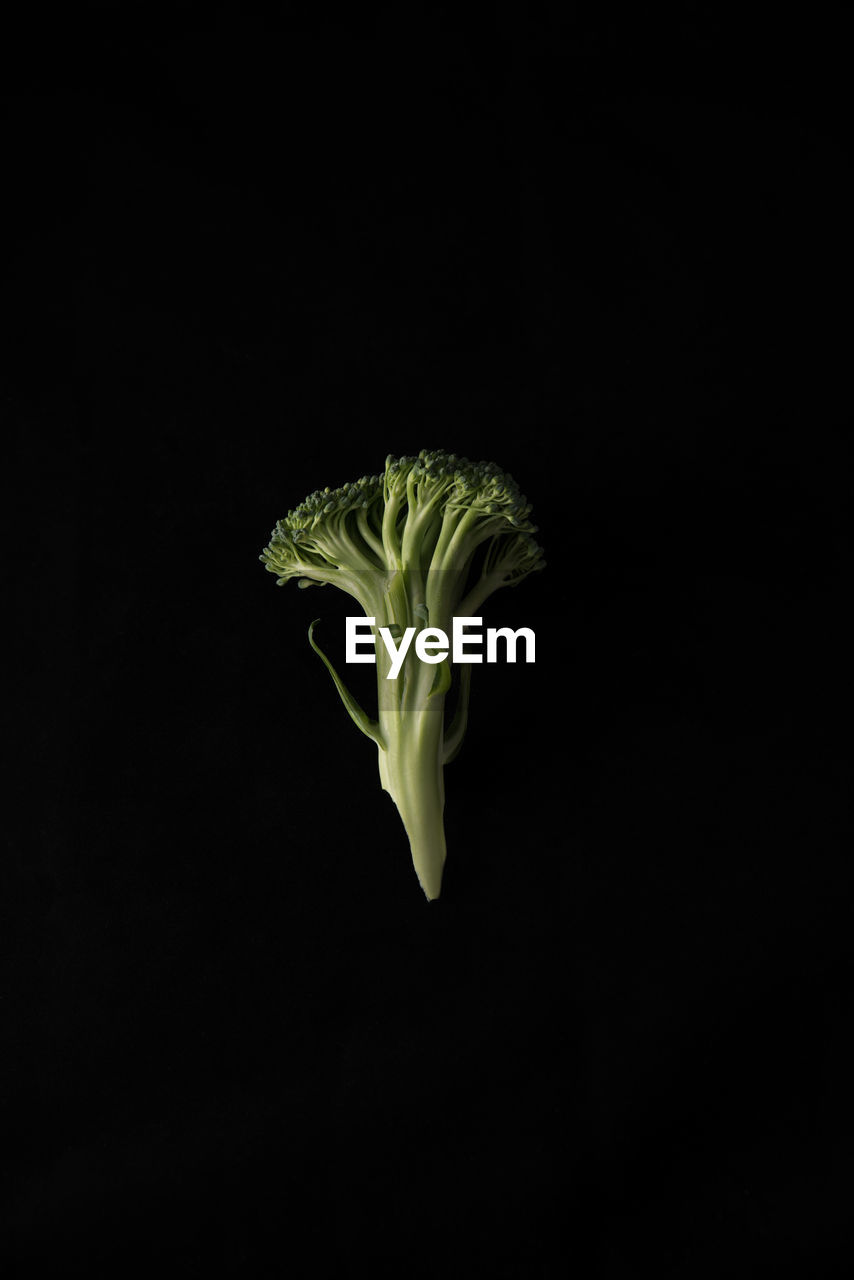 Directly above shot of broccoli against black background