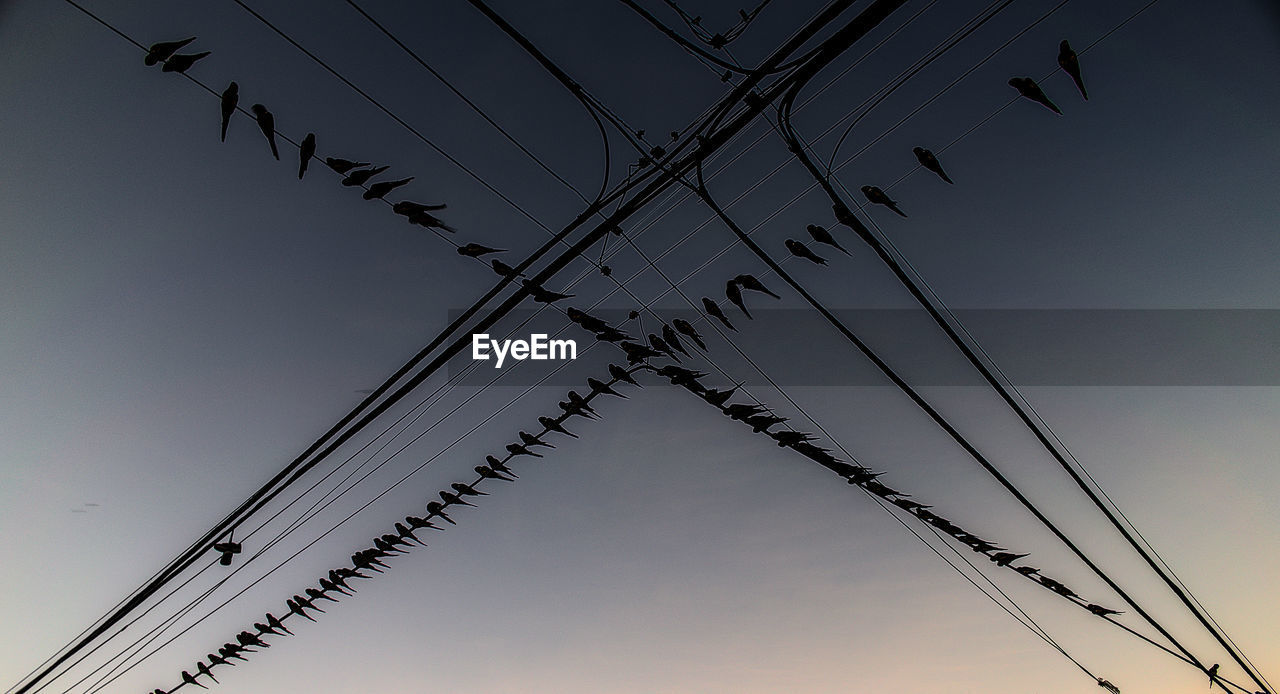 Flock of parrots on power lines