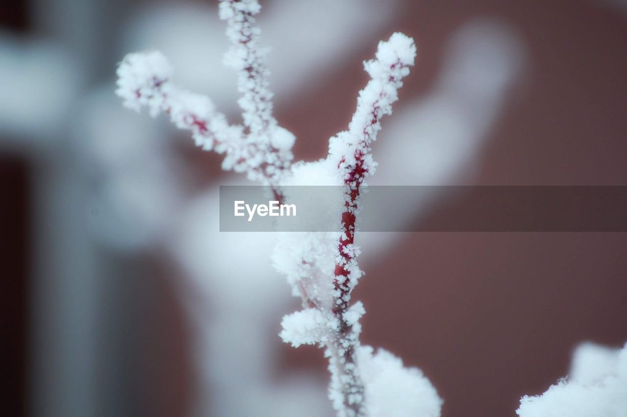 CLOSE-UP OF FROZEN PLANT AGAINST SKY DURING WINTER