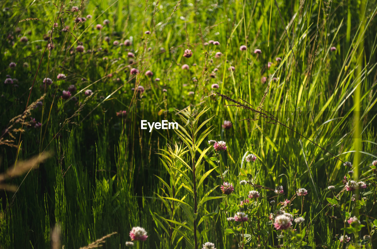 close-up of flowers growing on field