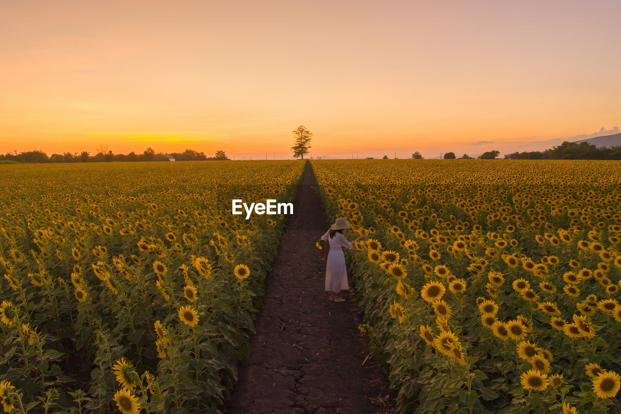 High angle view of woman standing in sunflower field against sky