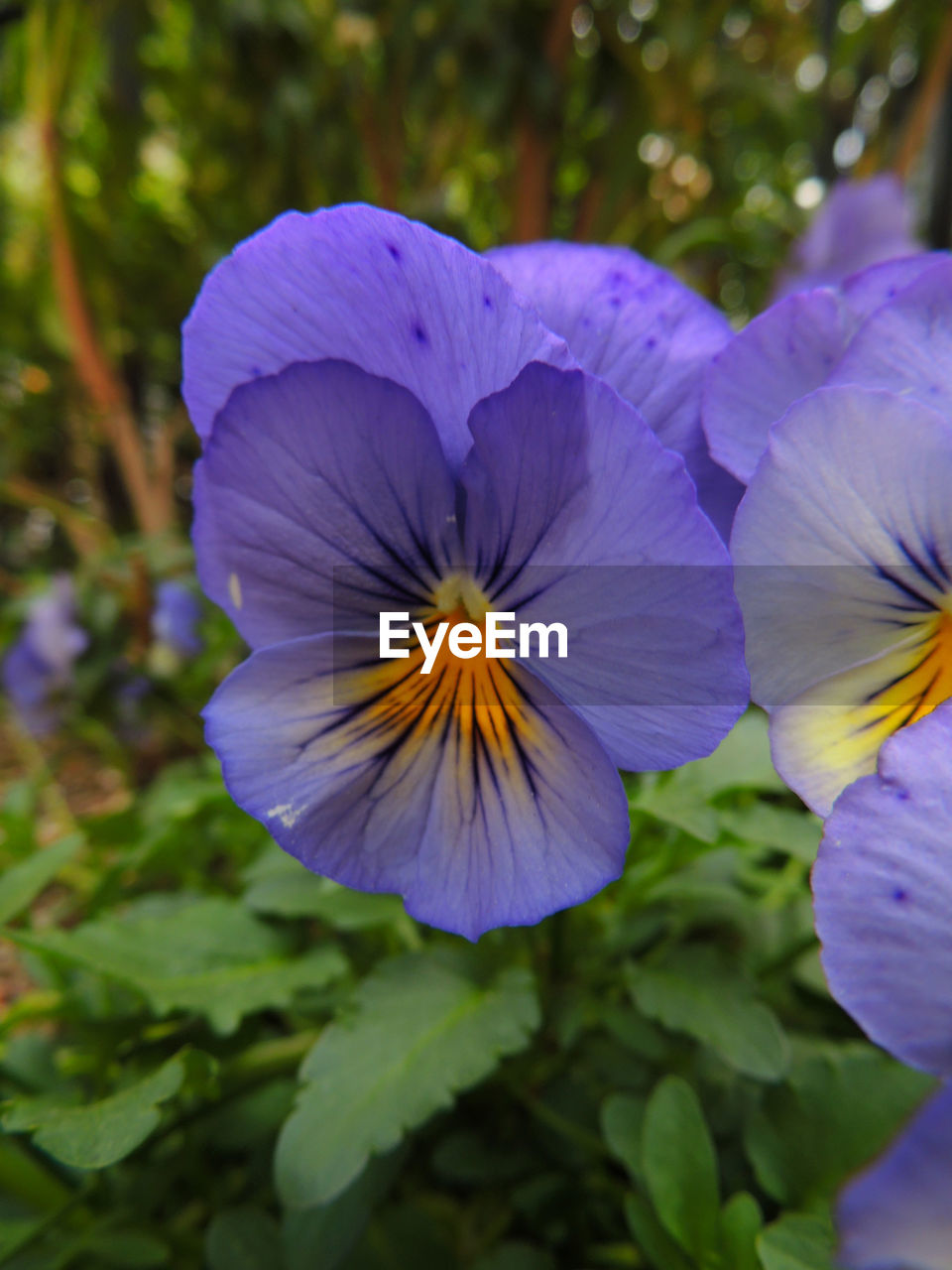 Close-up of purple iris blooming outdoors