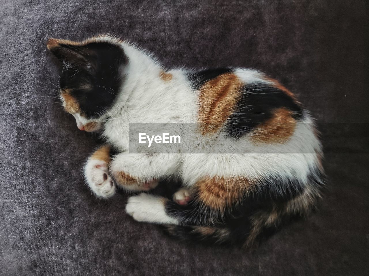 High angle view of a cat sleeping in a sofa 