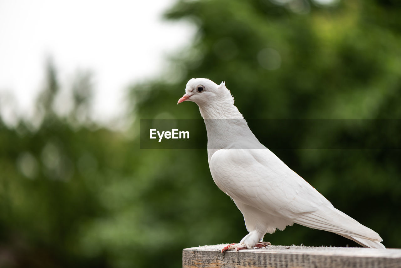 CLOSE-UP OF SEAGULL