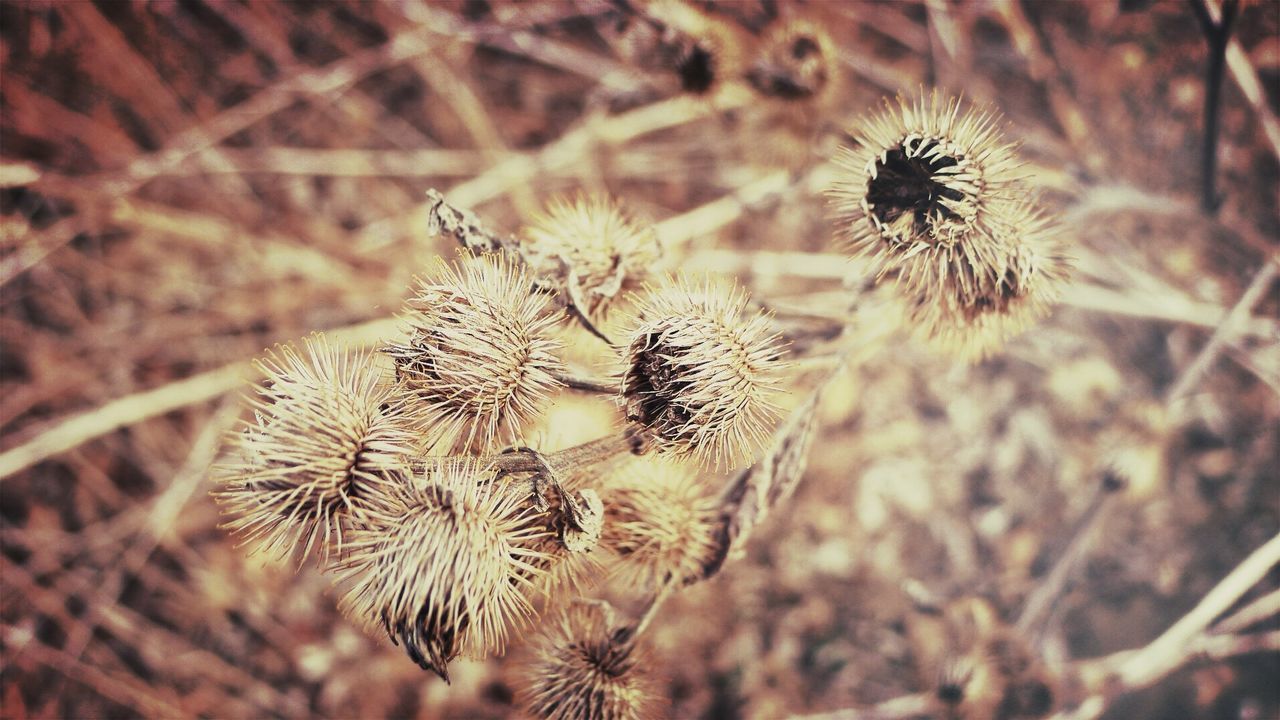 Close up of dried thistle