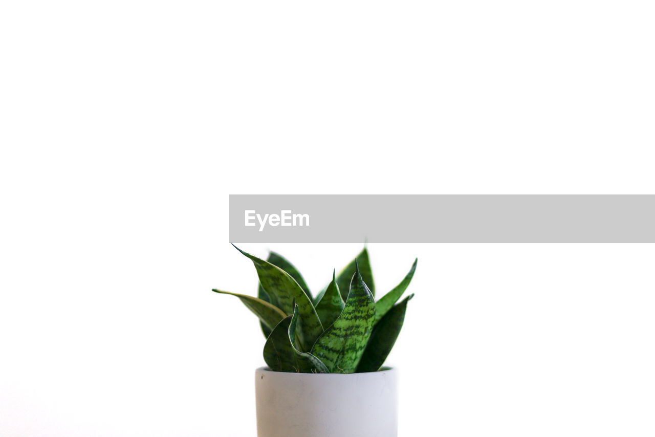 CLOSE-UP OF SUCCULENT PLANT AGAINST WHITE BACKGROUND