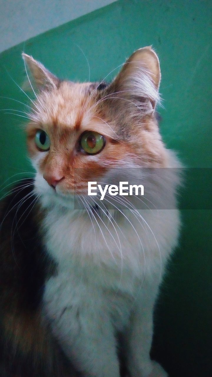 CLOSE-UP PORTRAIT OF CAT IN GREEN EYES