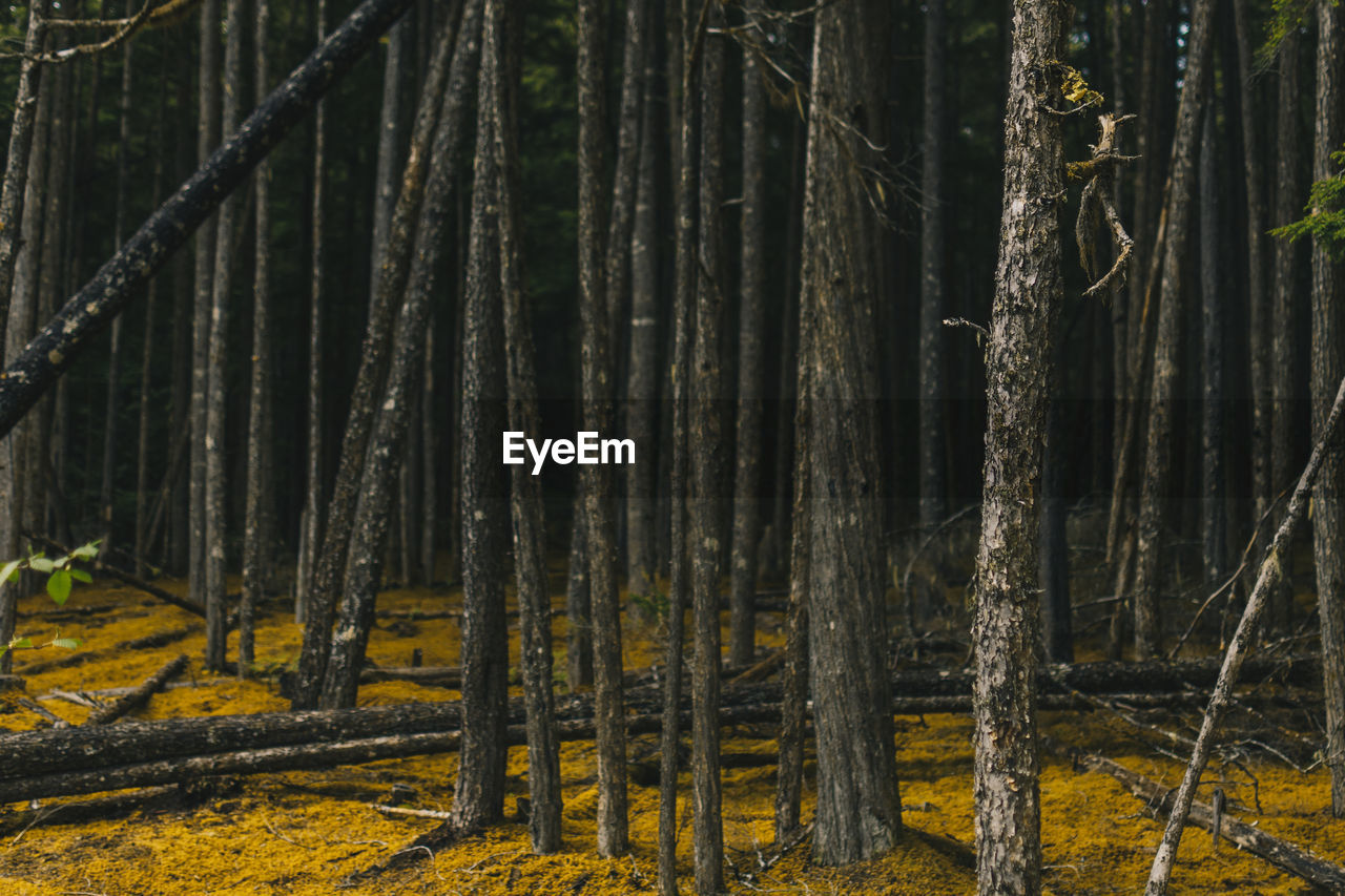 Close-up of trees in forest