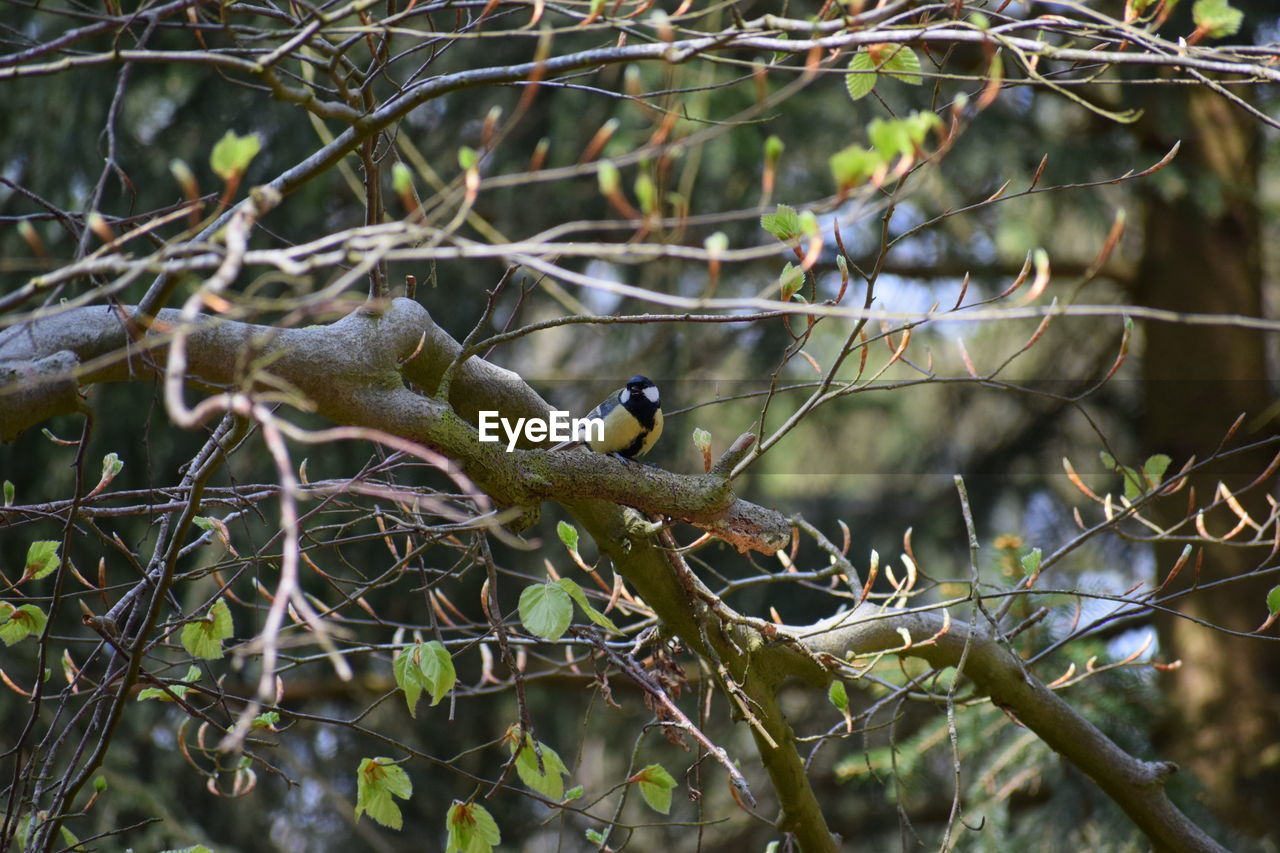 CLOSE-UP OF BIRDS PERCHING ON BRANCH