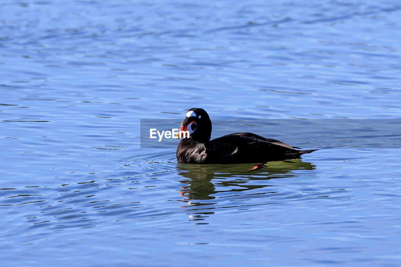 animal themes, animal, water, animal wildlife, bird, wildlife, duck, one animal, swimming, lake, water bird, ducks, geese and swans, nature, no people, waterfront, day, beak, mallard, poultry, rippled, reflection, outdoors, beauty in nature, side view