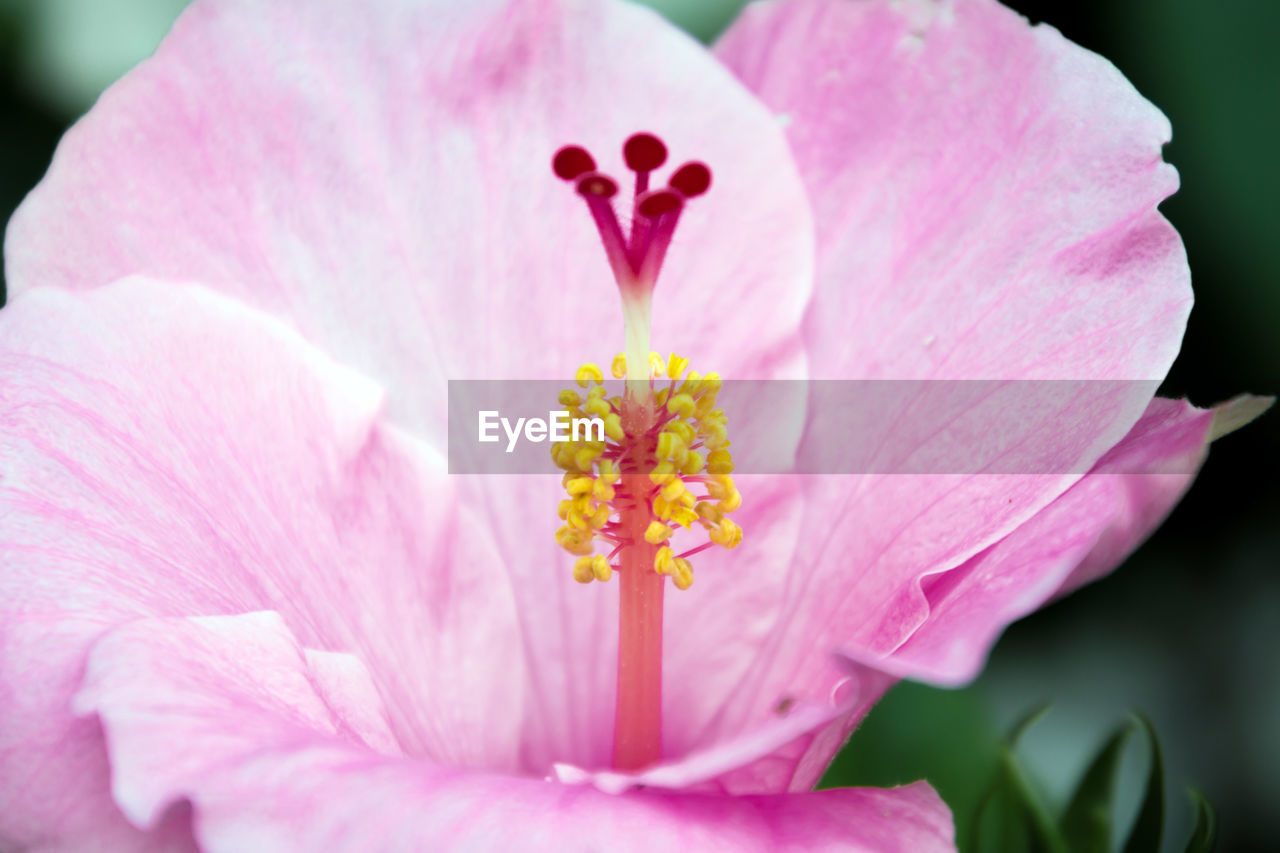 Close-up of pink flower