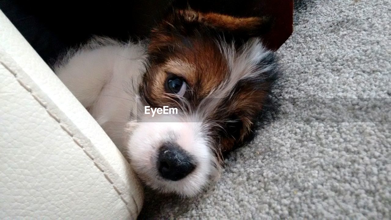 CLOSE-UP PORTRAIT OF A DOG RESTING