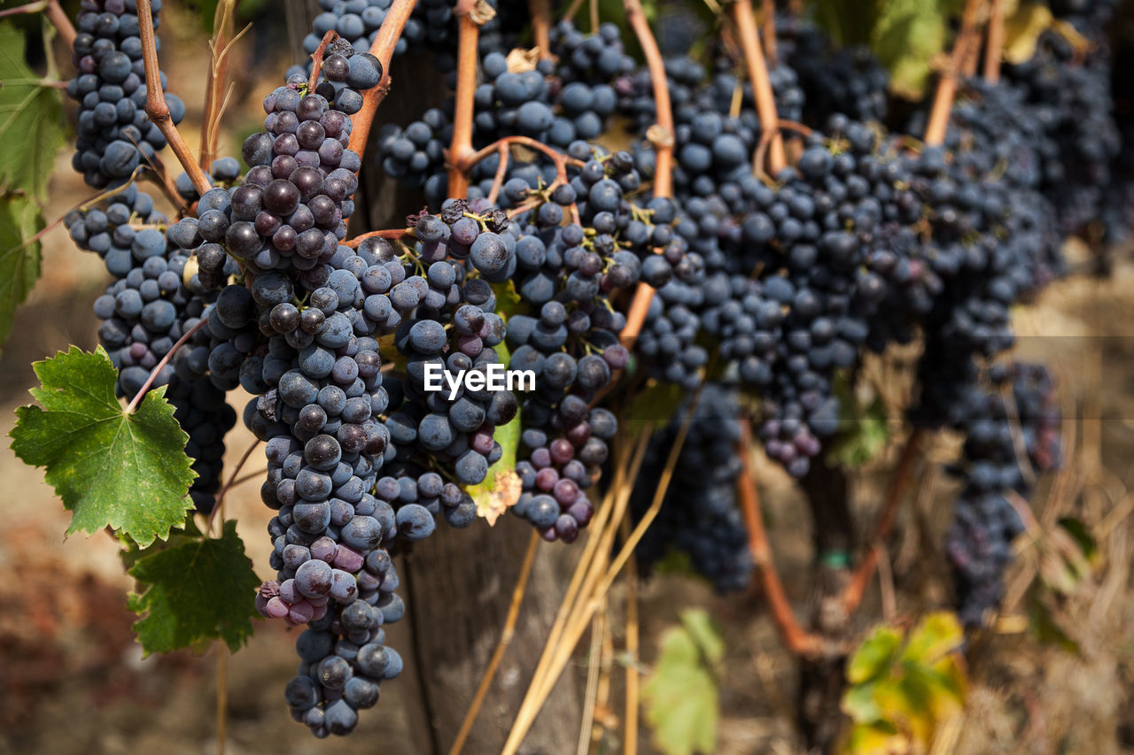 Bunches of ripe grapes in a cultivated vine.
