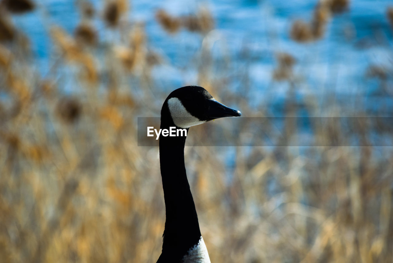 Close-up of a duck swimming in lake