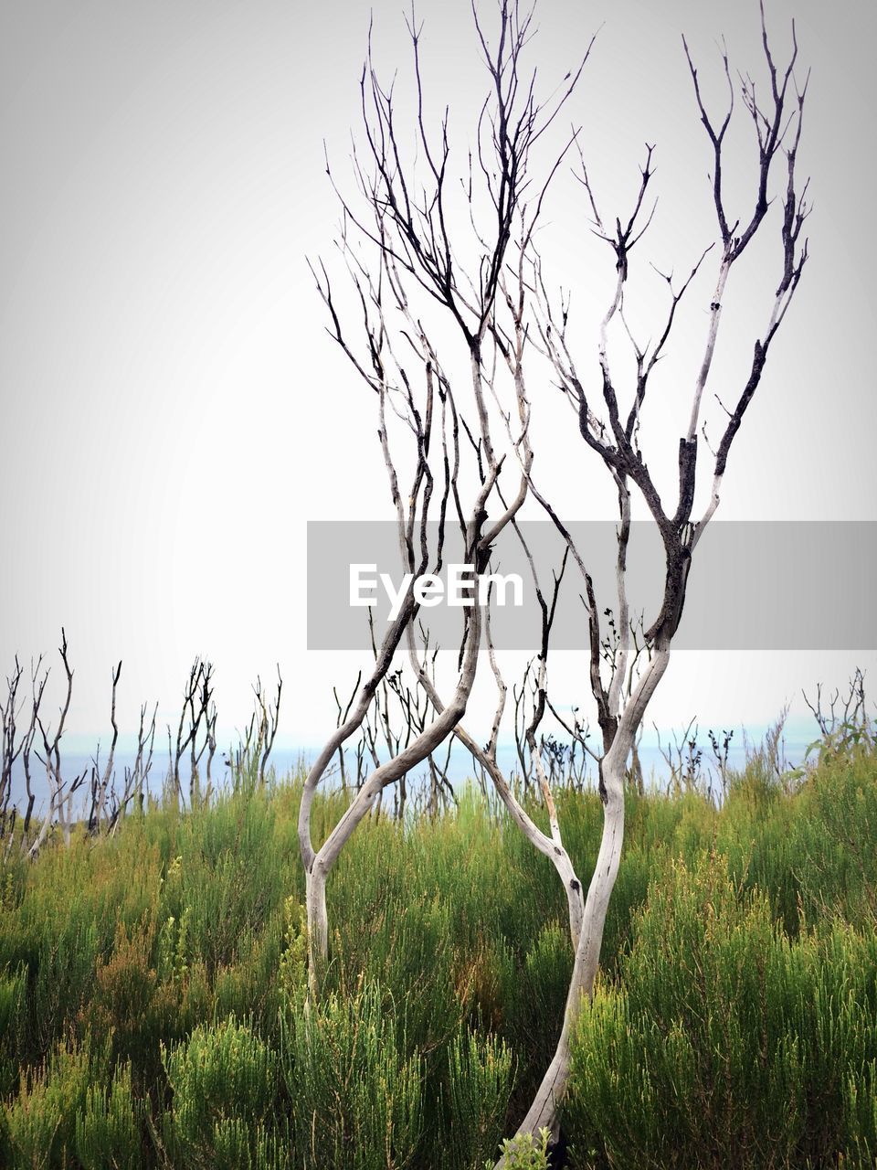 BARE TREE IN FIELD AGAINST SKY