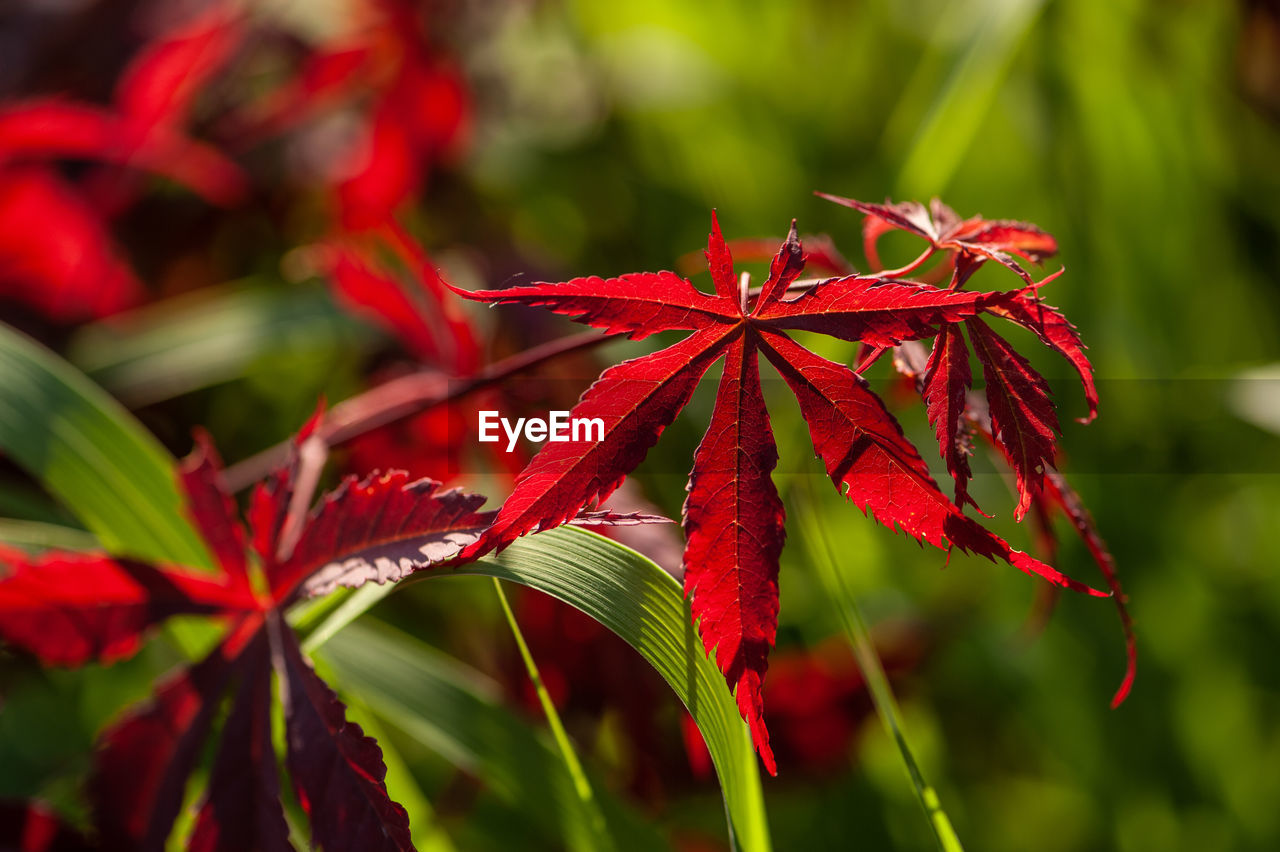 CLOSE-UP OF RED LEAVES ON TREE