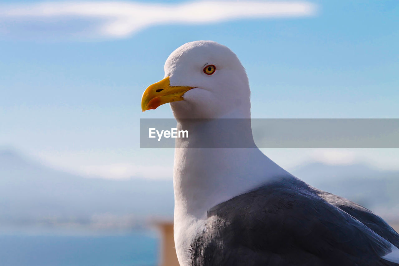 Close-up of seagull against sky