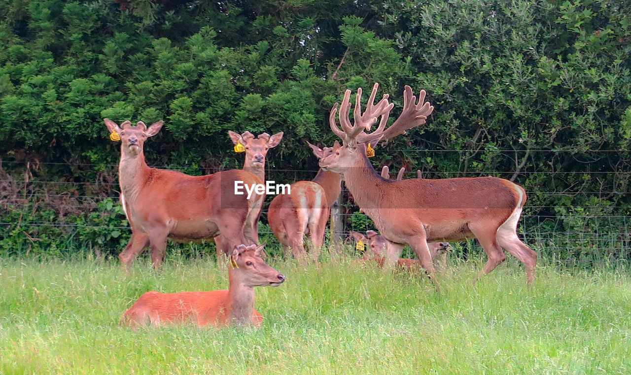 DEER IN A FIELD