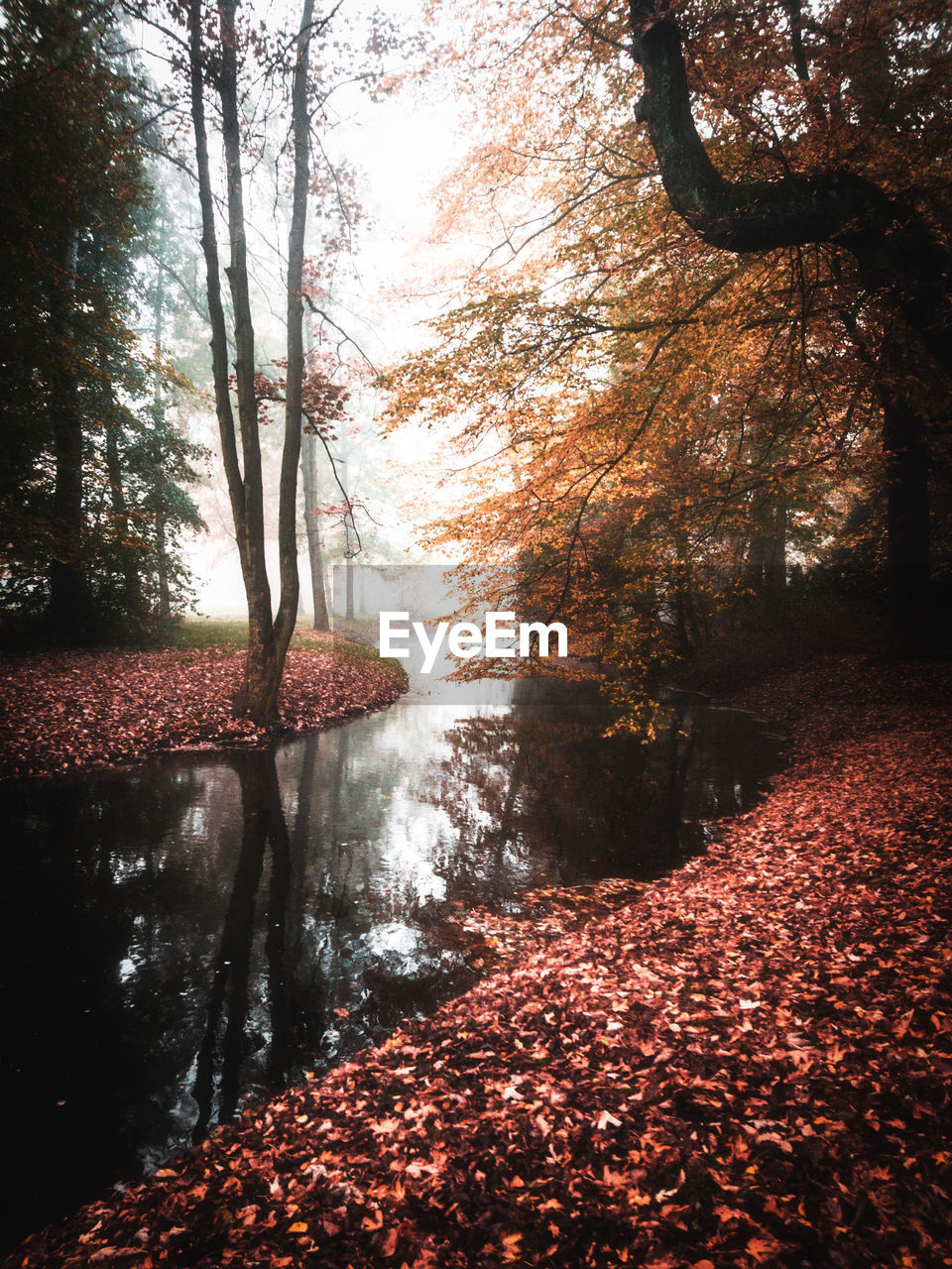 Trees in forest during autumn