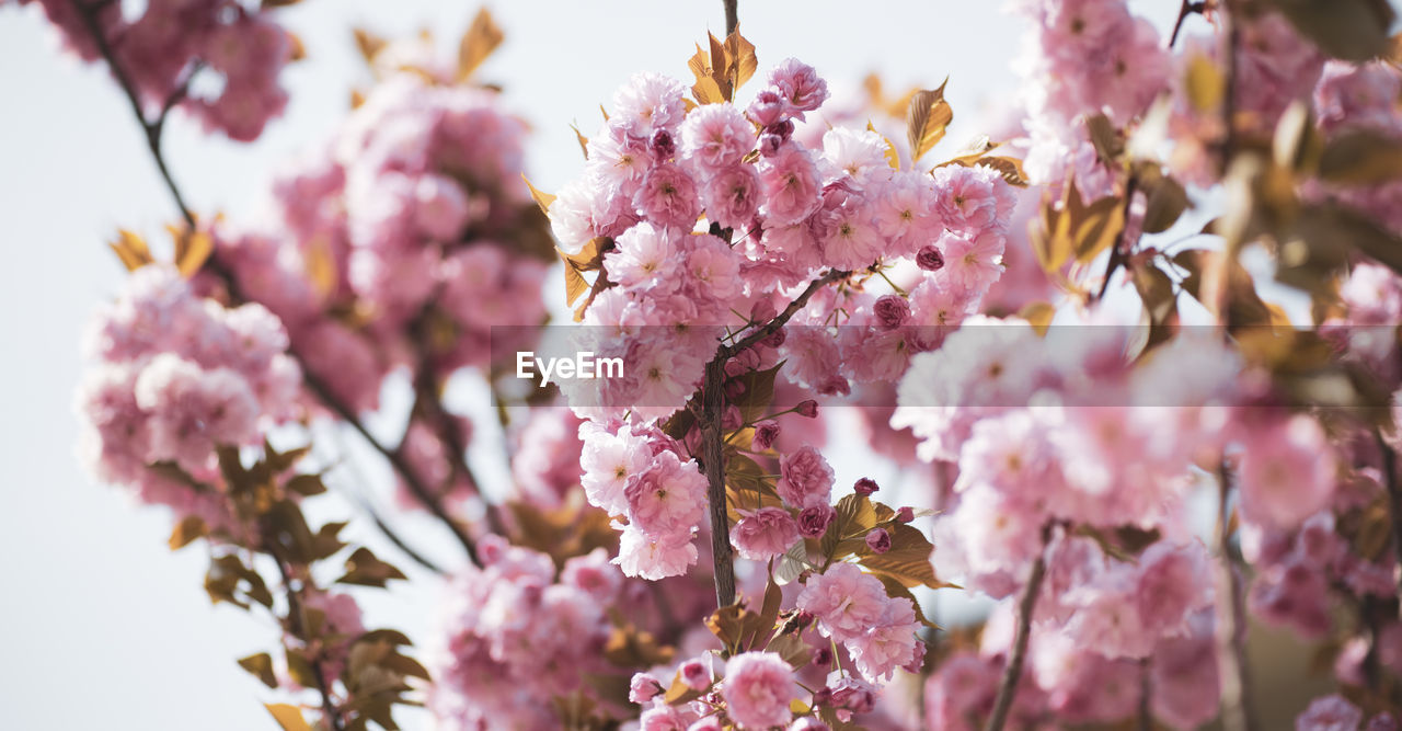 CLOSE-UP OF PINK CHERRY BLOSSOMS ON TREE