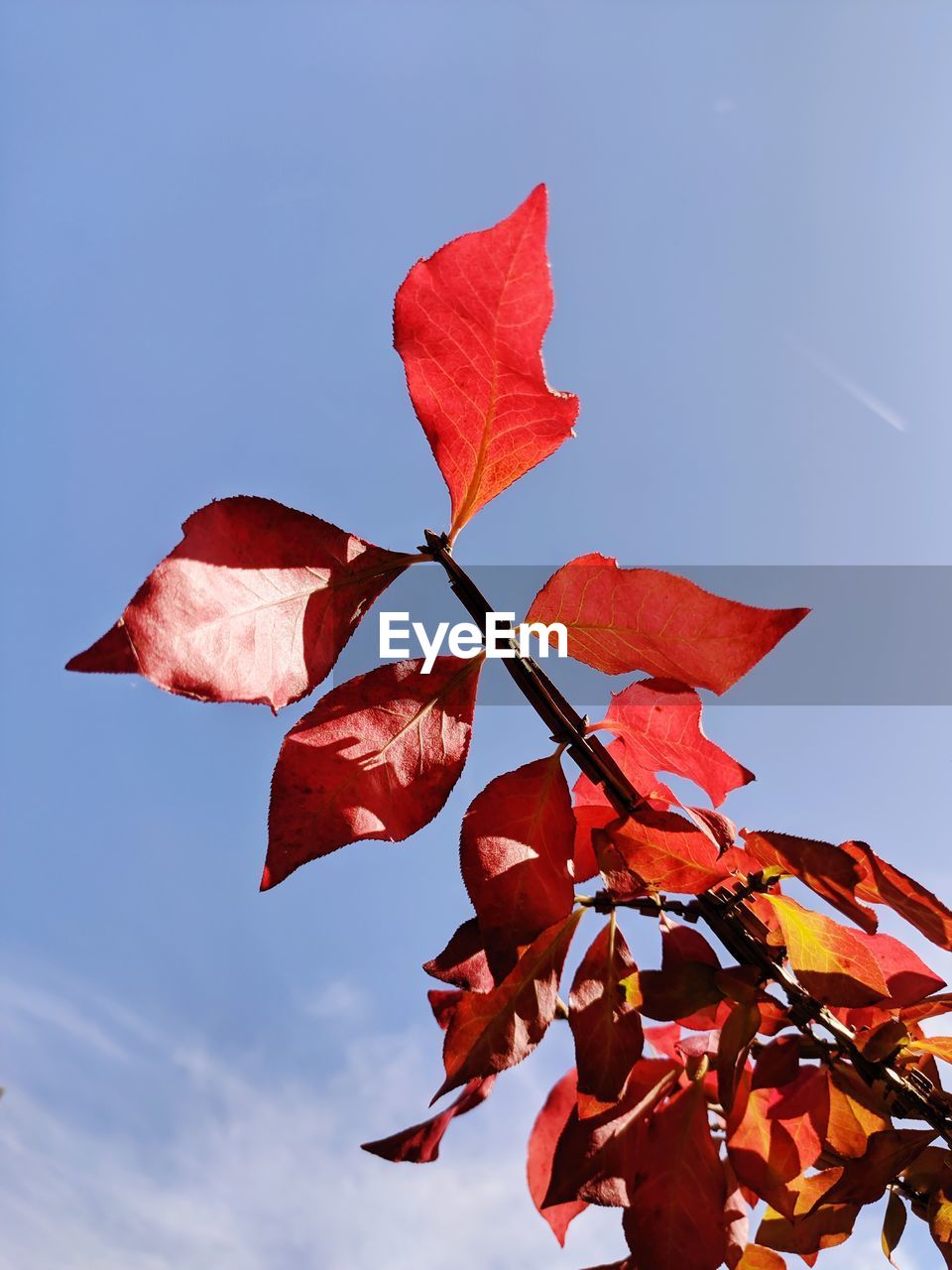 LOW ANGLE VIEW OF RED MAPLE LEAF AGAINST SKY