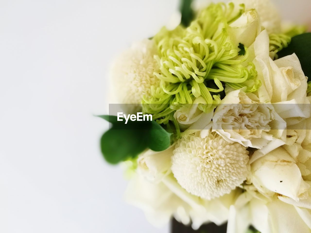 Close-up of white flowers