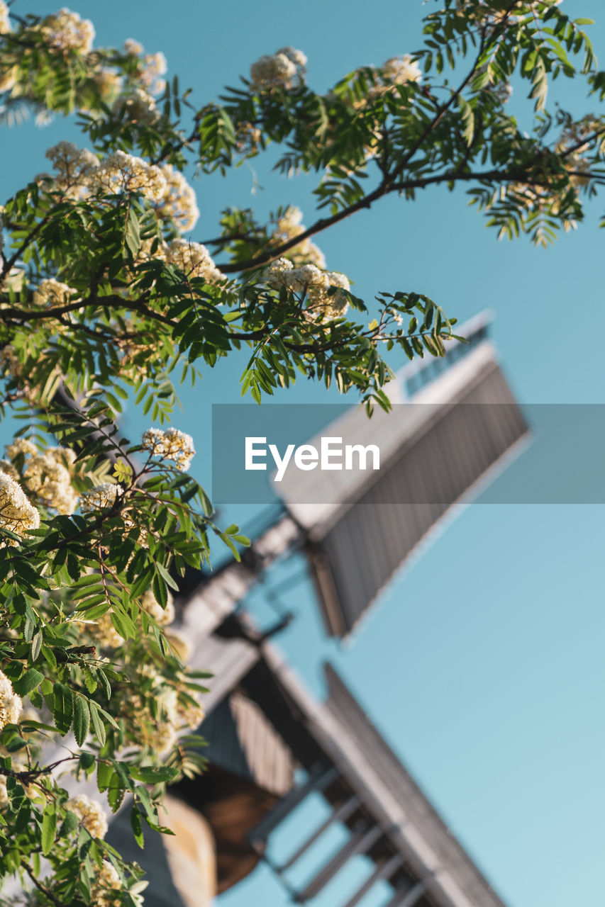 Low angle view of tree and building against sky