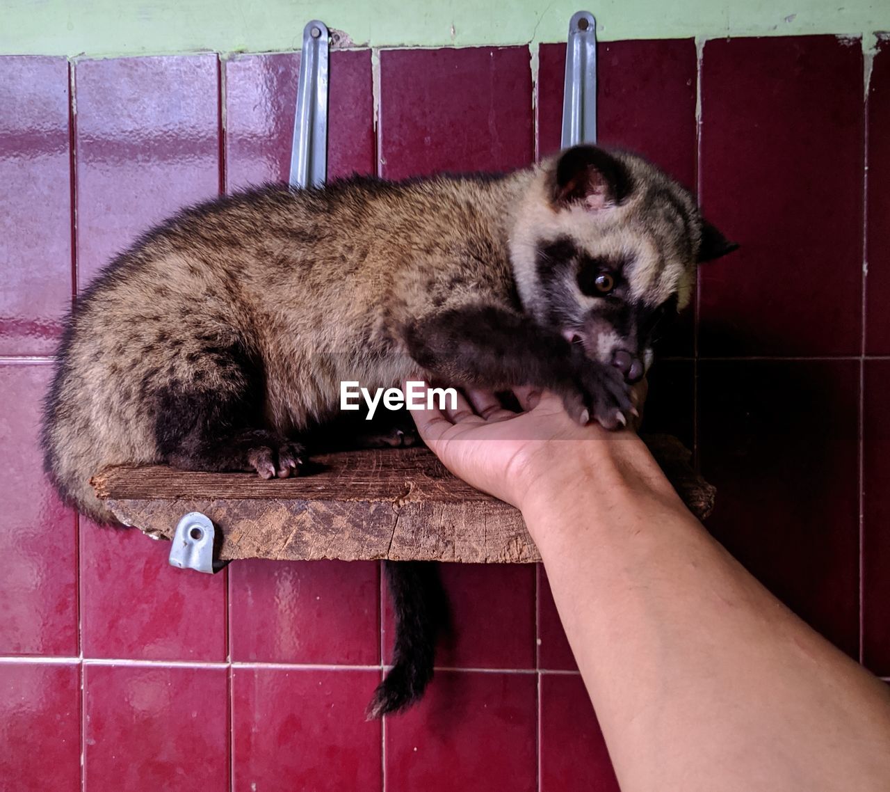 Close-up of hand holding cat on floor