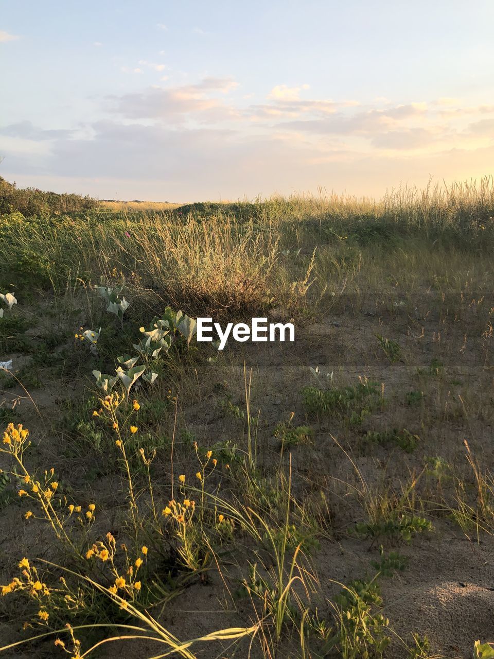 PLANTS GROWING ON LAND AGAINST SKY