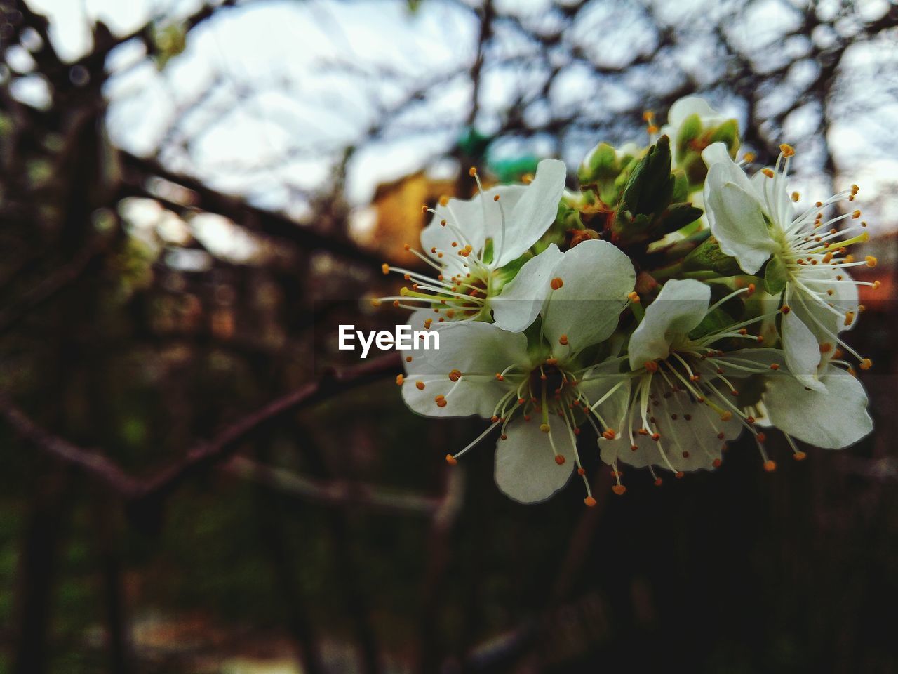 CLOSE-UP OF WHITE FLOWERS BLOOMING ON TREE
