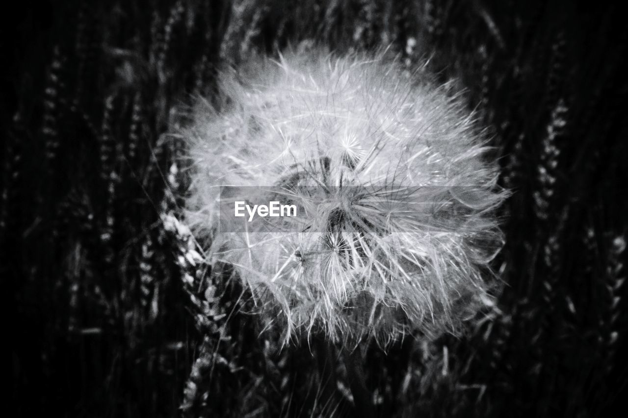 CLOSE-UP OF DANDELION FLOWERS