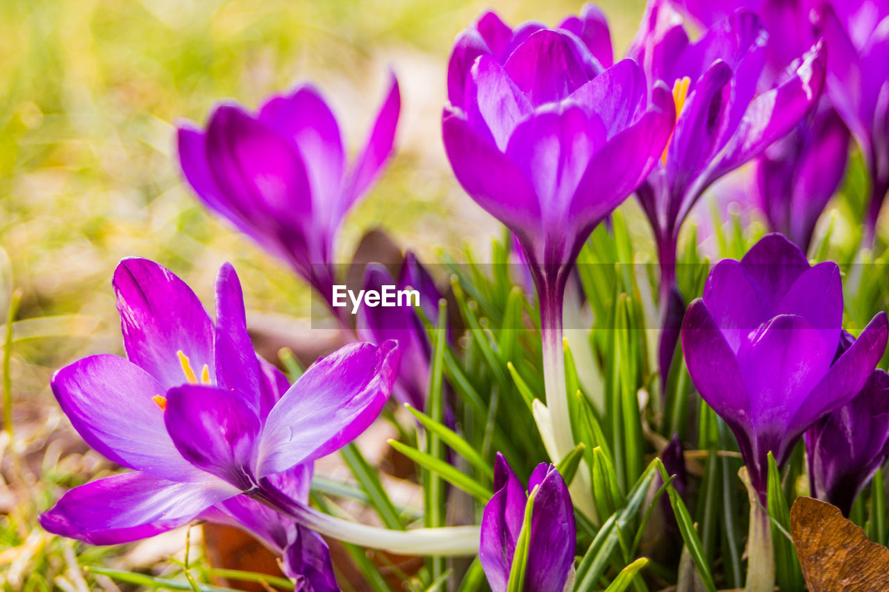 CLOSE-UP OF PURPLE CROCUS FLOWER