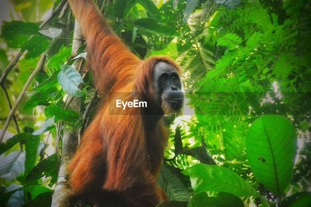 LOW ANGLE VIEW OF MONKEY ON TREE AGAINST TREES