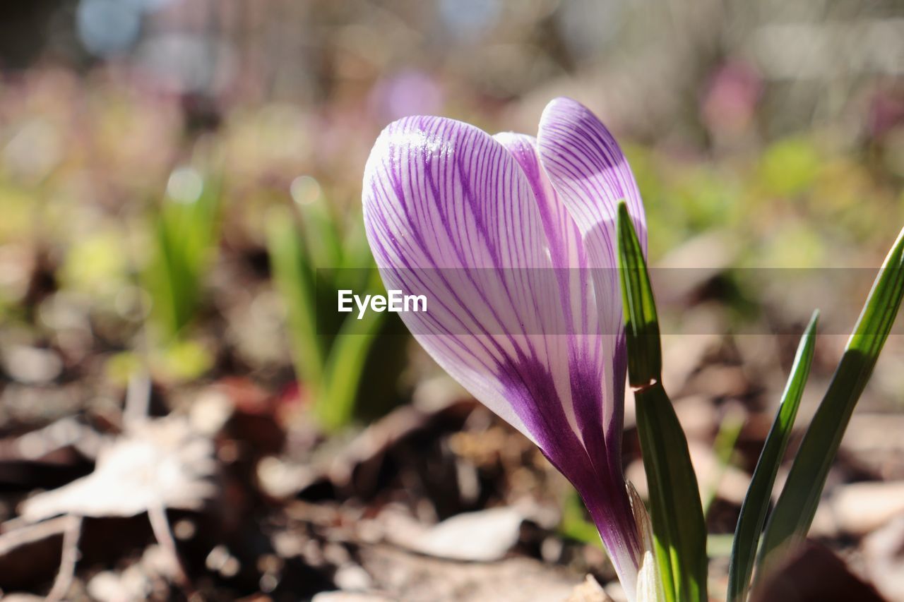 CLOSE-UP OF PINK CROCUS FLOWER