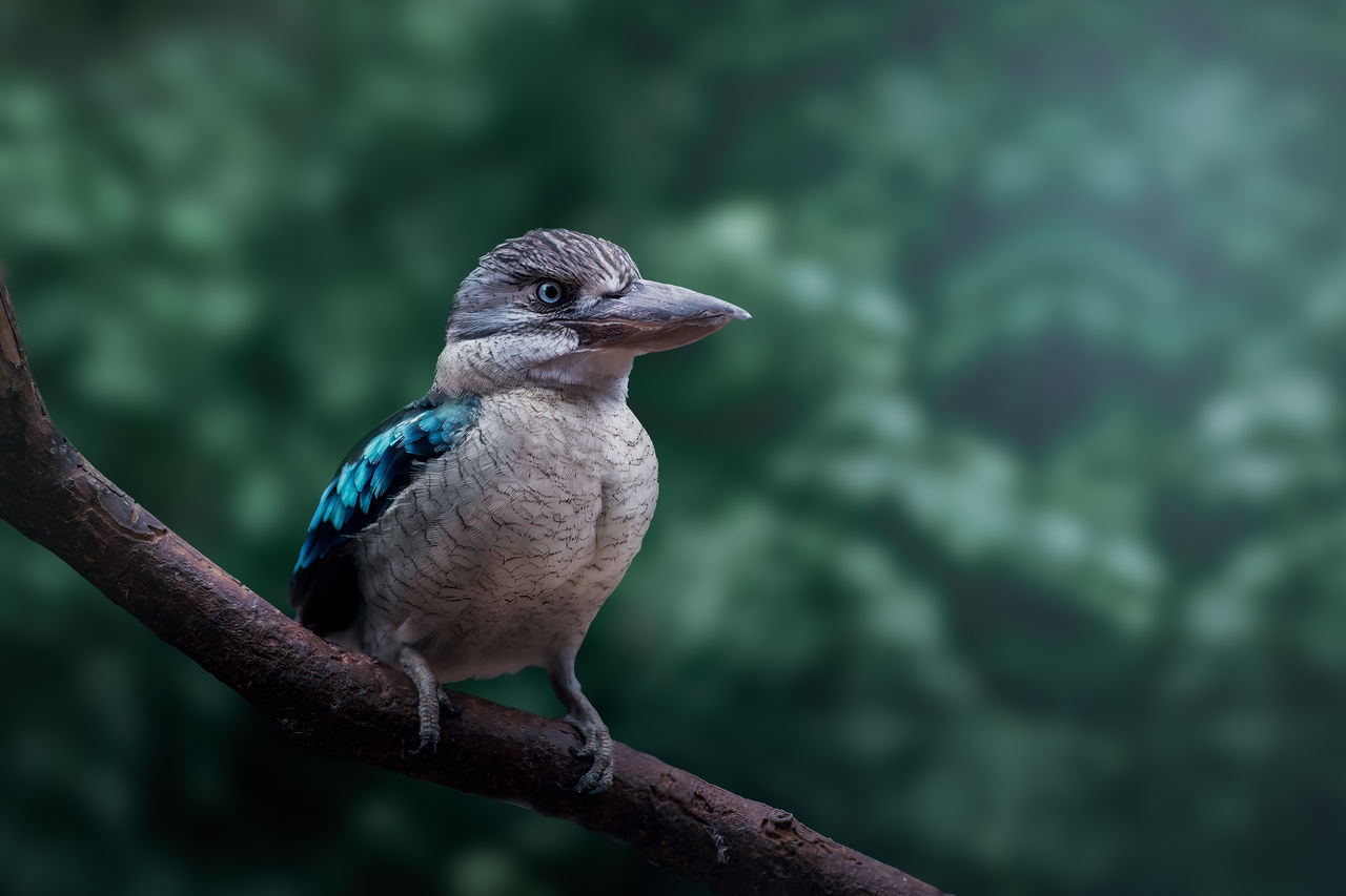 low angle view of bird perching on branch