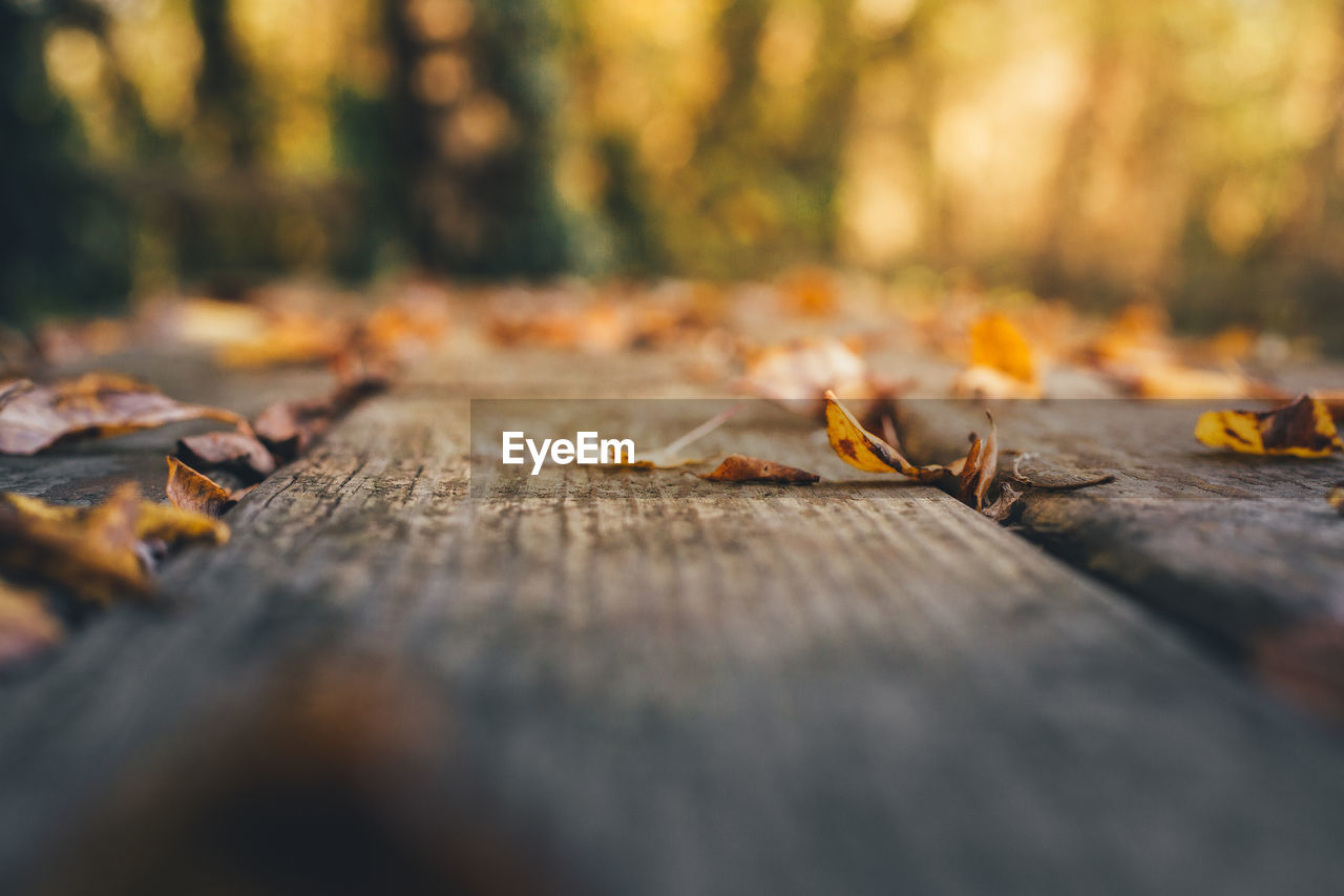 CLOSE-UP OF AUTUMN LEAVES ON WOOD