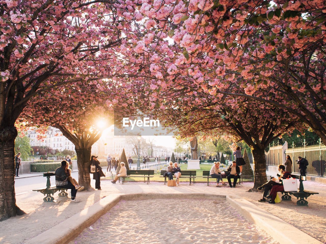 People sitting on benches below pink flowering trees at park